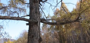 Photo Travel Diary – Altai Sept-Oct 2011 Centuries-old larch tree in the Karakol Valley (Uch Enmek NP)