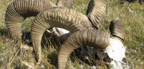 Altaigate. The Final Chapter. (Novaya Gazeta article) Altai argali sheep skulls (photo by J. Gibbs)