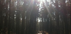 On Our Mind in May Wandering in the forest outside of Barnaul, hoping for mushrooms. Photo by J. Castner.