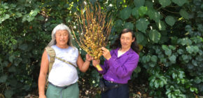 Altai leaders in Hawaii – 2016 Altaian delegates fascinated by all stages of the coconut palm's development.