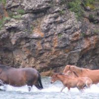 Free-ranging herd fording a river in the Chemal Valley. Photo by J. Castner.