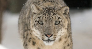 Support snow leopards with The Altai Project in 2022