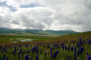Looking toward snowy, cloud-covered mountains across a verdant valley with purple flower stalks in the foreground