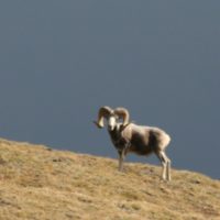 Argali sheep - photo by S. Spitsyn