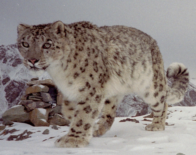 Snow leopard on the prowl. Photo by Snow Leopard Conservancy