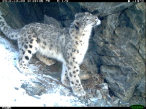 Female snow leopard Vita sniffs a marking site
