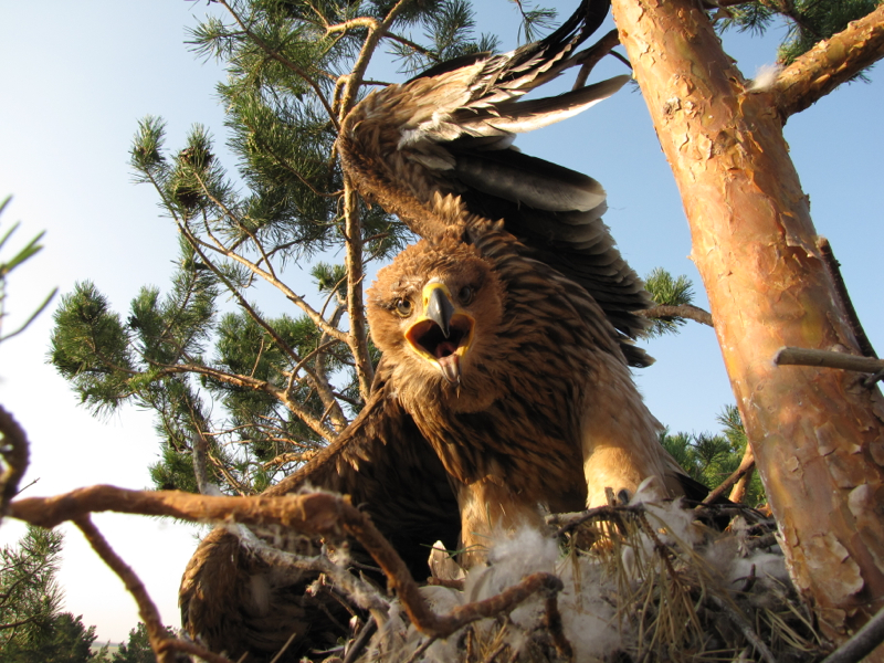 Eastern imperial eagle (photo by I. Karyakin)