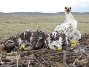 Steppe eaglet trio (photo by Igor Karyakin)