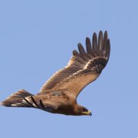Steppe eagle "Kenzhik" with a GPS tracker, soaring