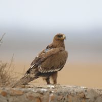 Steppe eagle "Min" with GPS tracker on a rocky outcropping