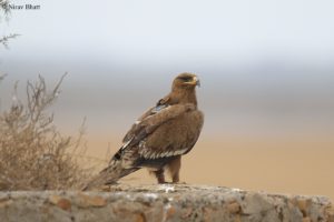 Steppe eagle "Min" with GPS tracker on a rocky outcropping