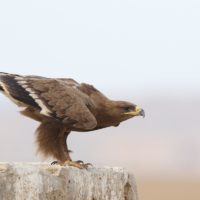 Steppe eagle with GPS tracker on its back