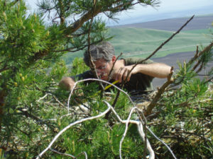 Ilya Smelyansky, taking measurements in a nest
