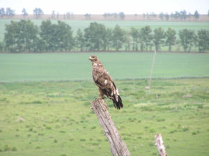 Steppe eagle (photo by I. Smelyansky)