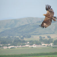 Steppe eagle soaring (photo by A. Barashkova)