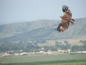Steppe eagle soaring (photo by A. Barashkova)