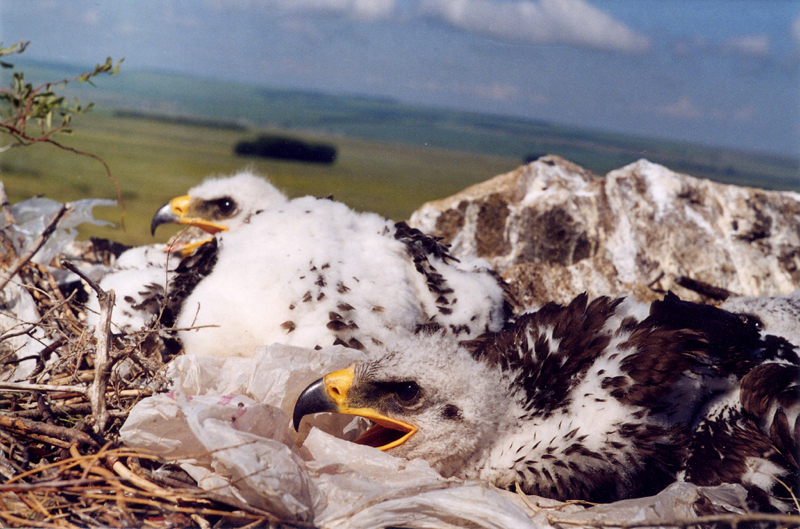 Steppe eaglets on a nest