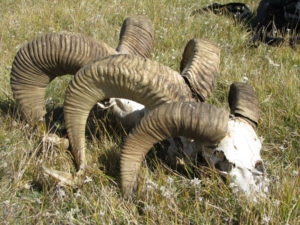 Altai argali sheep skulls (photo by J. Gibbs)