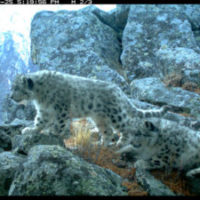 Two snow leopard kittens tumbling playfully on a rocky slope