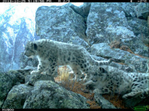 Two snow leopard kittens tumbling playfully on a rocky slope