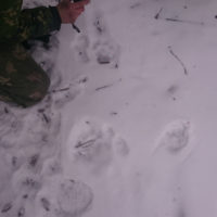 Pugmarks belonging to a new, as yet unphotographed snow leopard