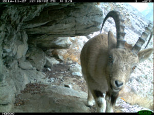 Siberian ibex checking out our camera trap