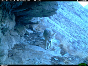 Many mammals use this route, not just snow leopards. This is a wolf.