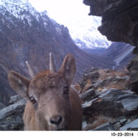 Baby ibex checking out our cameratrap
