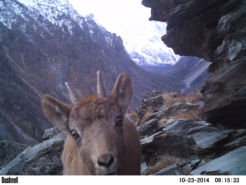 Baby ibex checking out our cameratrap