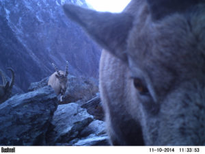 Ibex checking out the camera trap VERY closely