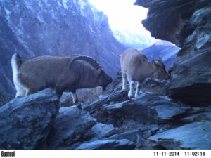 Larger male ibex in the foreground