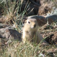 Ground squirrel is halfway out of its tunnel in a rocky grassy area
