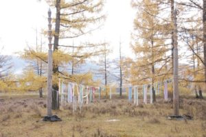 Sacred larch grove in late autumn. Ribbons are tied on a rope between two ceremonial posts.