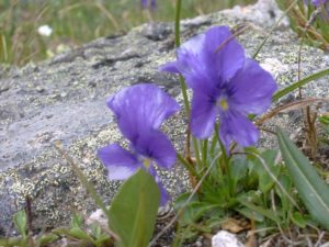 Wild violets grow alongside a rock.