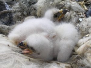 Two down-covered steppe eagle chicks on a nest