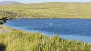 Swans paddle on a mountain lake, surrounded by grassy tundra-meadows