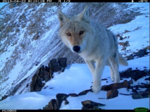 Wolf walks along a narrow snow-covered mountain ridge