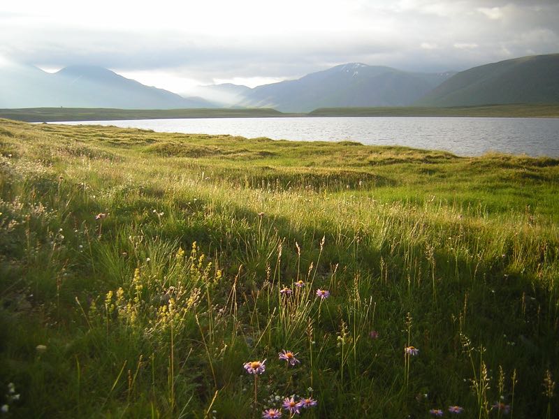 Ground-level view of a flowering, dew-covered meadow in front of a lake. Clouds and mountains in the background