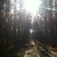 Sun shines into the camera along a path through a conifer forest