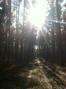 Sun shines into the camera along a path through a conifer forest