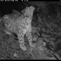 Male snow leopard sniffs a rock overhanging after dark