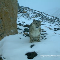 Snow leopard near a large rock on snowy day