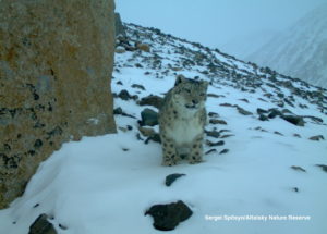 Snow leopard near a large rock on snowy day