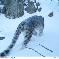 Camera trap - snow leopard (Collected by A. Kuzhlekov)