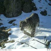 Snow leopard male "Shiva" (Camera trap photo by A. Kuzhlekov)