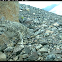 Snow leopard making a scrape with its hind legs at a marking site