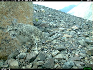Snow leopard making a scrape with its hind legs at a marking site