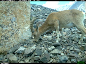 Argali female sniffing at a marking site near a large rock