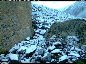 Snow leopard sniffing at snow-dusted rocks near a large rock
