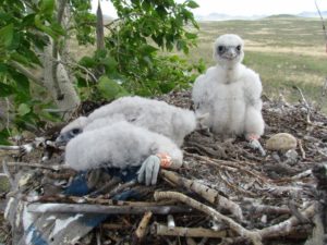 Newly-banded fluff-covered saker falcon chicks in a nest in a tree